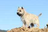 CAIRN TERRIER 322